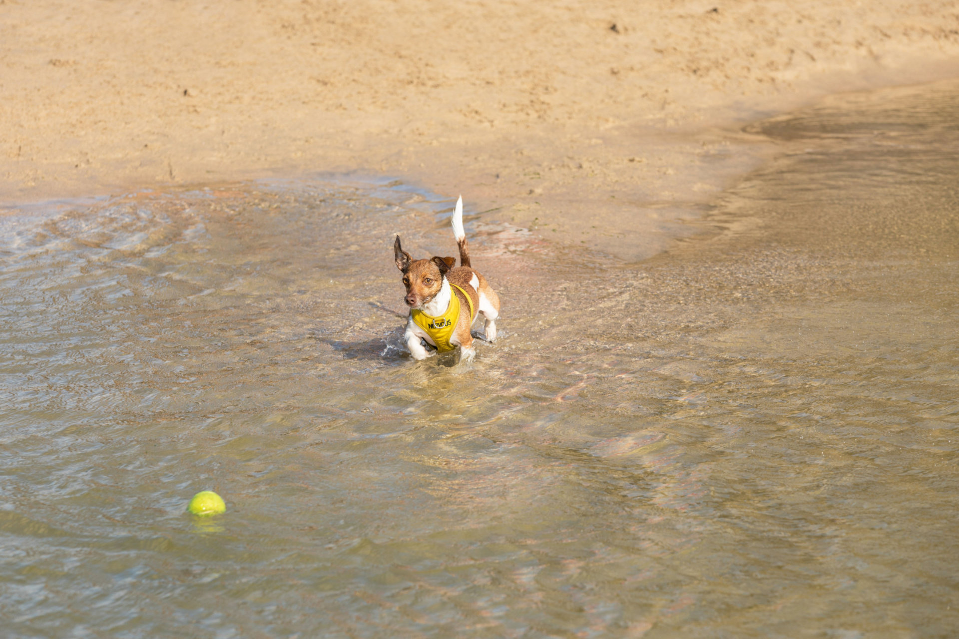 Dog friendly beach Cornwall