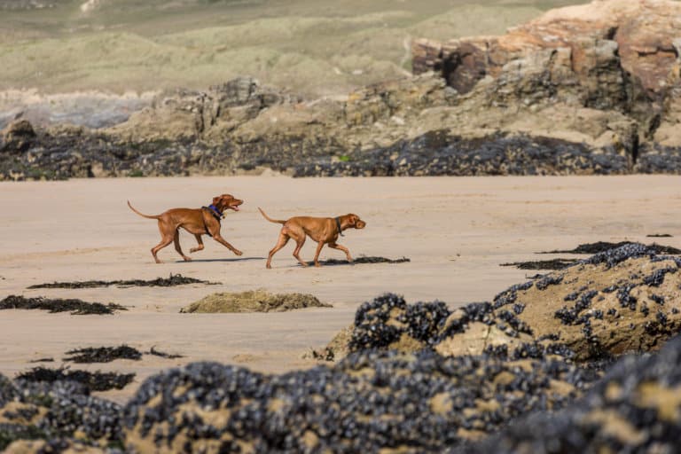 Dogs on the beach in Perranporth in Cornwall