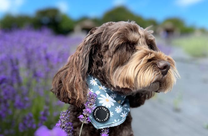 Dog friendly Cornish Lavender Farm