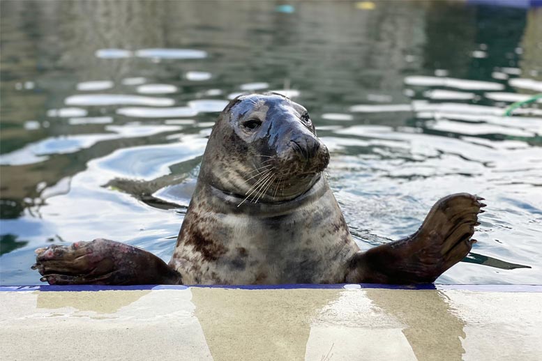 Credit: Cornish Seal Sanctuary