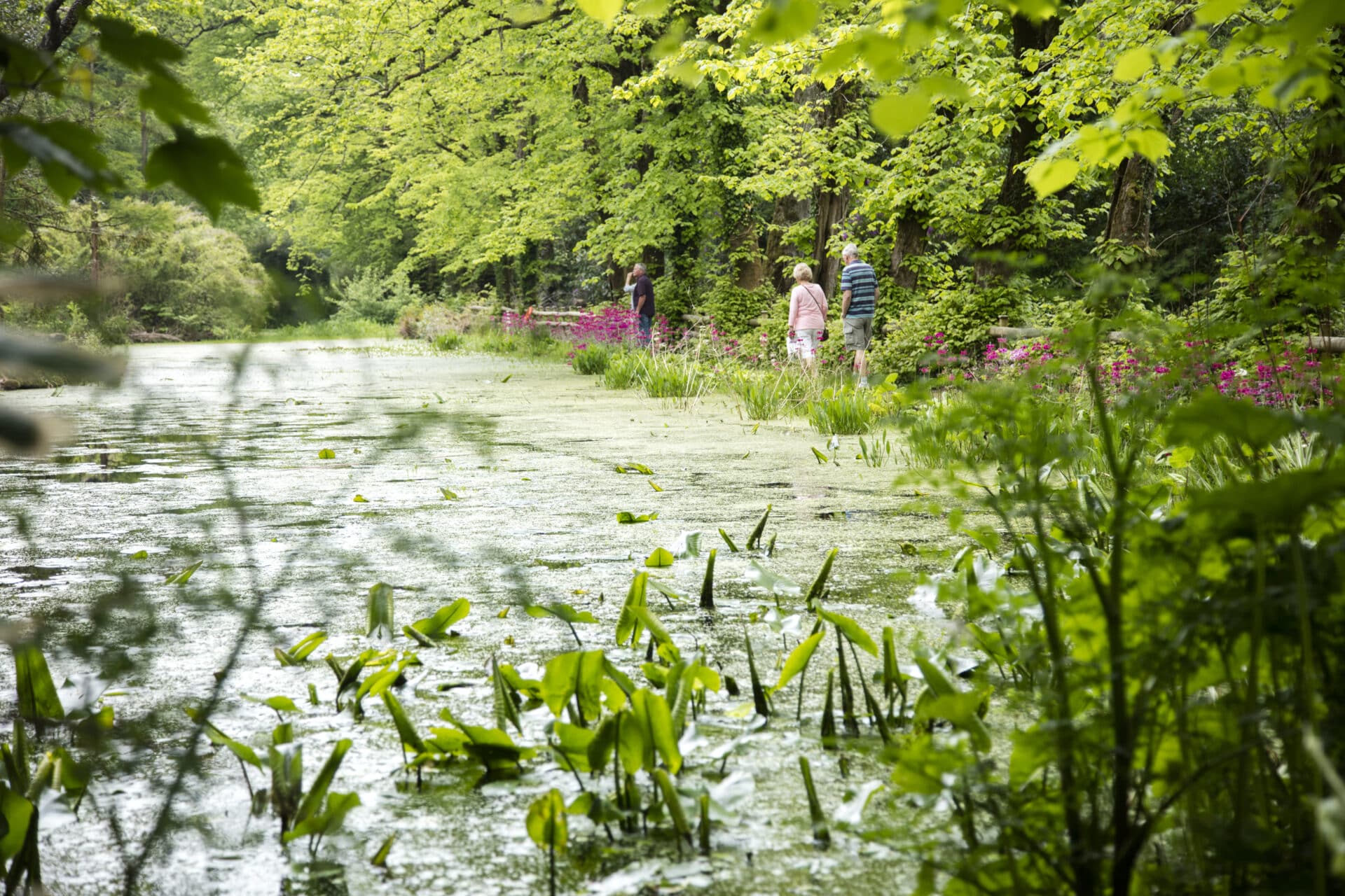 Enys Gardens in Cornwall