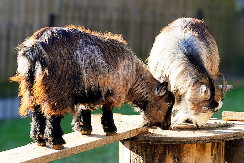 Two goats at Healeys Cornish Cyder Farm