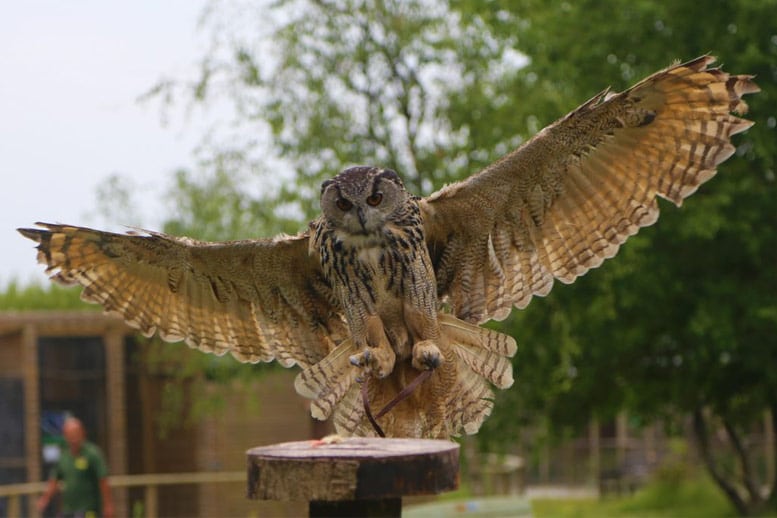 Owl flying display at Screech Owl Sanctuary near Newquay, Cornwall