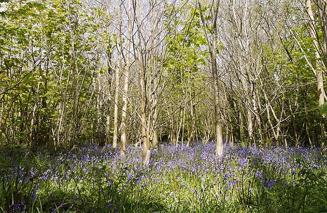 Dog friendly Tehidy Country Park